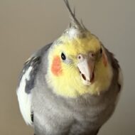 ぽいぽぽ